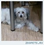 Собака