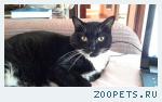Котик