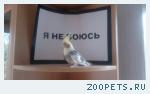 Попугай