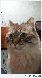 кошка