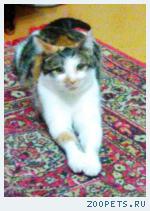 кошка