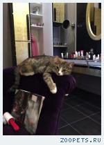 Кошка