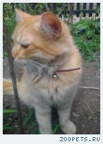 Кот рыжий, домашний