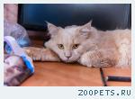 Кот рыже-персиковый