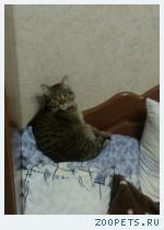 Кошка