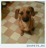 собака