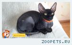 найден котик