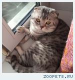 Кот (скотиш-фолд)