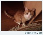 кот домашний