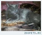 Котик