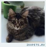 Кот, домашний
