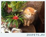 Кот Сибирский