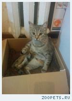 Кошка