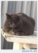 Кот, Русская голубая