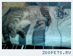 КОТ тайский
