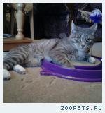 Кот домашней породы