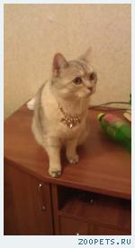 кошка