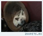 Кот тайской пароды