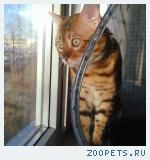 Бенгальский кот 