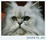 кошка, персидская шиншилла