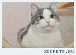 Кот, беспородный