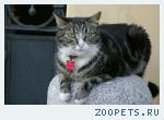 Кошка