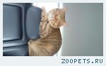 кот,шотландская порода