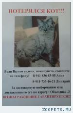 Кот Марик
