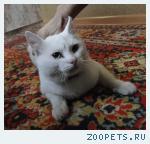 Найден белый кот