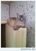 Кот, британская помесь