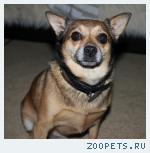 Пропала собака