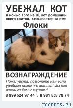 Кот, порода не известна 