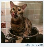Кот бенгальской породы (леопардового окраса)