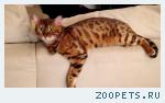 Кот Бенгальский