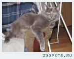 Кот , русская голубая длинношерстная