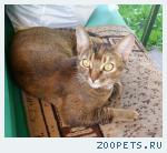 Кошка