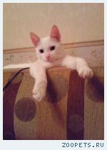 кот,кличка Кокос