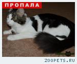 пропал кот