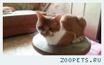 Кошка самец