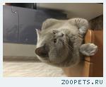 любимый кот
