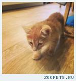 Маленький котёнок 