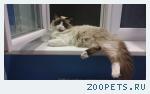 Кот, похож на сиамского