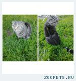 Пропал кот