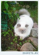 Кот породы Хайленд Страйт