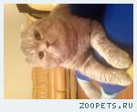 кот шотландец