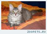 кот Тима