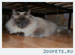 Кот . Домашний