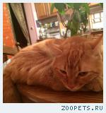 Пропал кот