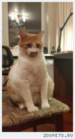 пропал кот