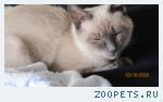 Сиамский кот